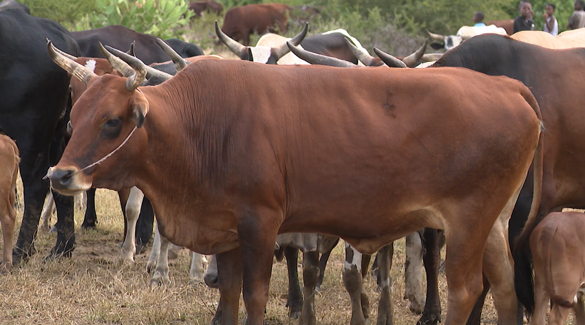 VACA.png