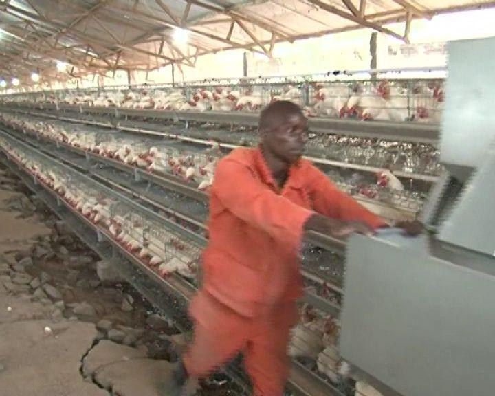 Unidade de produção de frango em Rapale produz 42 mil ovos por dia