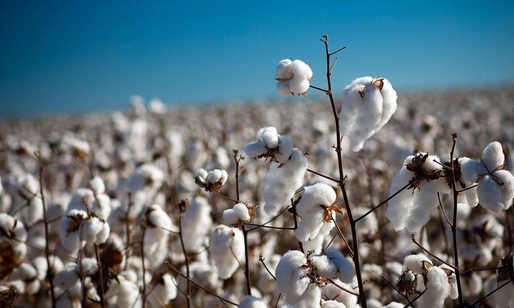 Concurso internacional para produção do algodão