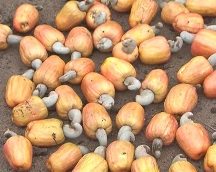 Cabo Delgado supera meta na comercialização de Castanha de Cajú