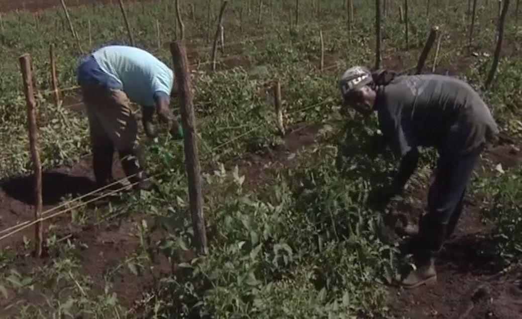 Moçambique regista aumento de produção em produtos prioritários para nutrição.jpg