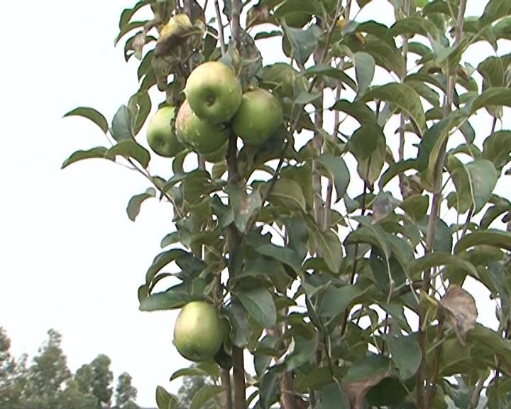 Niassa vai adquirir patente da RSA e Argentina para produção de maças especiais