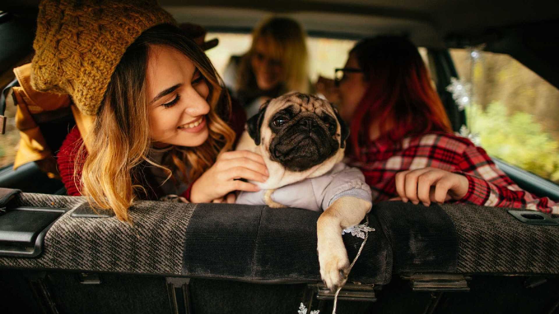 Animais de estimação vão influenciar os carros do futuro