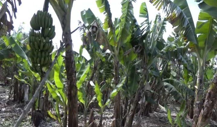 Muita banana em Manica sem mercado