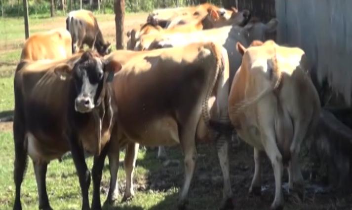 Província de Manica aumenta produção de leite com o fomento de vaca