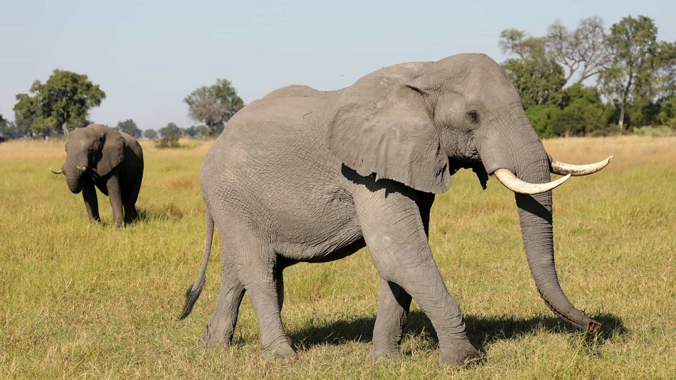 Zimbabué, Botswana e Namíbia querem poder voltar a vender marfim