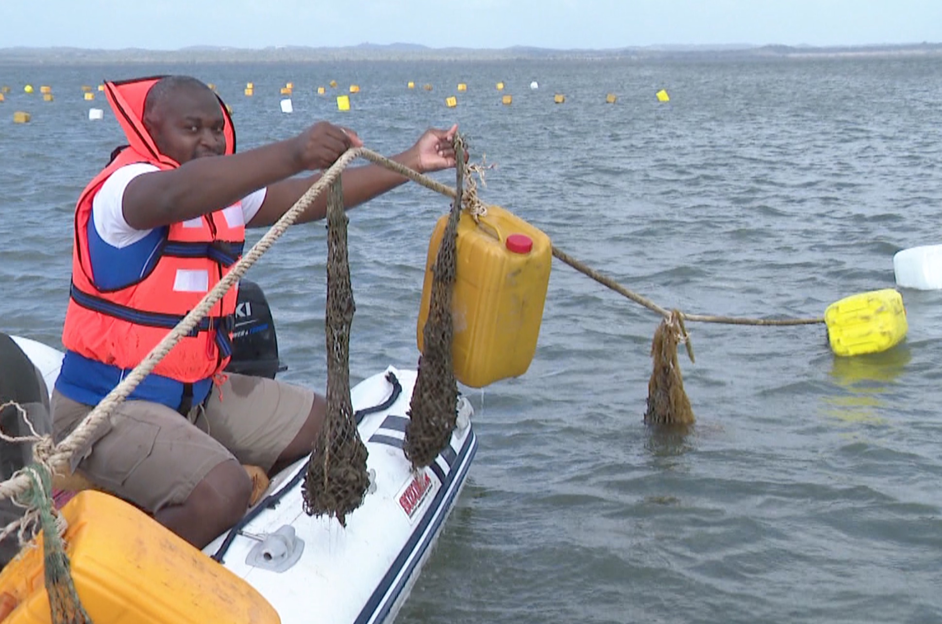 Decorre em Maputo projecto de Fomento do cultivo Mexilhão