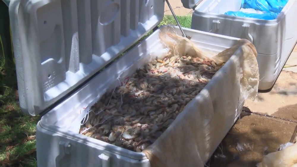 Actividade Piscatória Em 2021: MIMAIP prevê produzir cerca de quinhentas mil toneladas de pescado