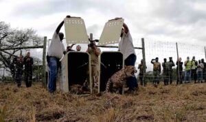 Reintroduzidas 4 chitas, primeiro lote de felinos alocados à reserva de Maputo desde 1960