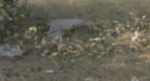 Mãe dá à luz e enterra o filho vivo na Cidade de Quelimane