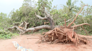 Subiu para 15 número de óbitos causados pelo ciclone Gombe