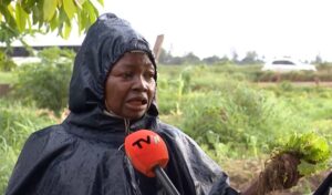 Chuvas inundam hortícolas no Vale do Infulene
