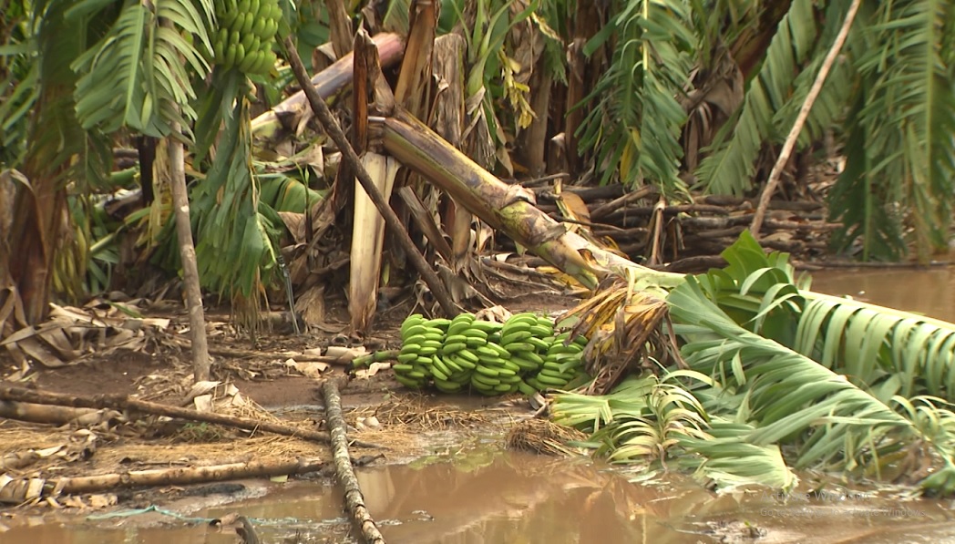 Efeitos do ciclone Freddy: Empresa Agri-maçaroca perde 206 hectares de milho e banana