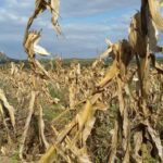 El Niño afecta a produção em Tete: A situação é mais preocupante em onze distritos da província
