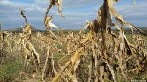 El Niño afecta a produção em Tete: A situação é mais preocupante em onze distritos da província