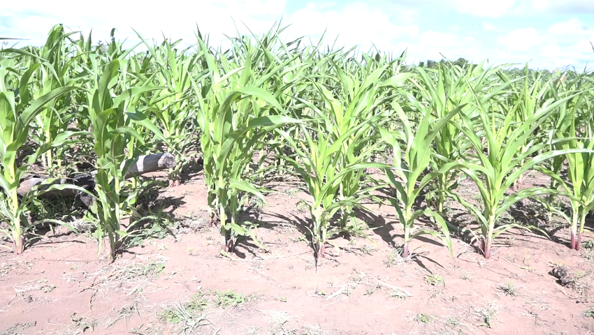 Agricultura em Manica- Escassez da chuva ameaça a produção da primeira época