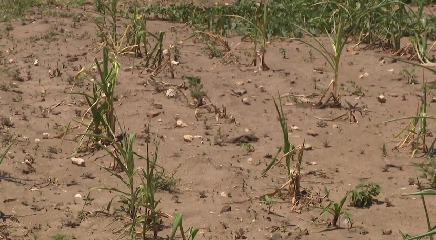 Efeito El Niño em Tete : Província vai falhar meta agrícola em consequência do fenómeno
