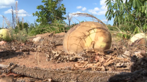 Impacto do “El Niño”: Cerca de um milhão de produtores poderão perder as suas sementeiras