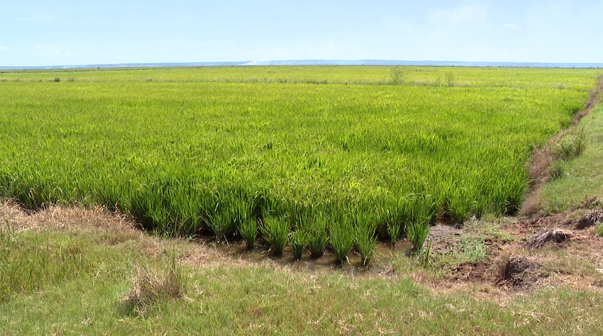 Cultivo de Arroz em Gaza:Regadio do Baixo Limpopo produz muito a abaixo do previsto