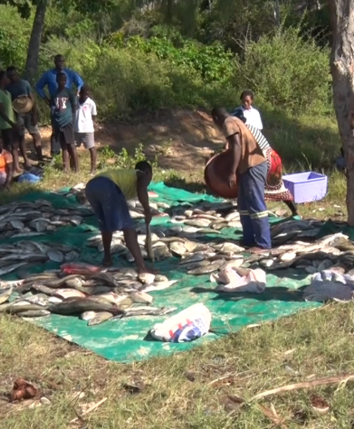 Pesca artesanal em Inhambane: Dezoito mil pescadores esperam capturar 45 toneladas de pescado
